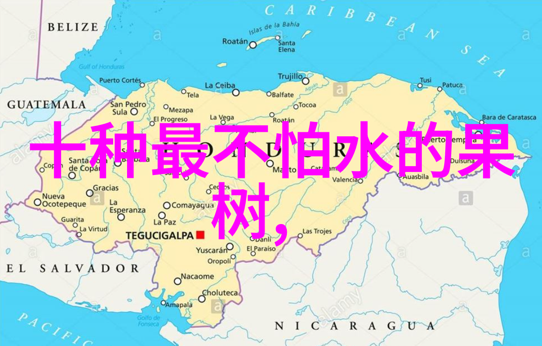 释迦育苗