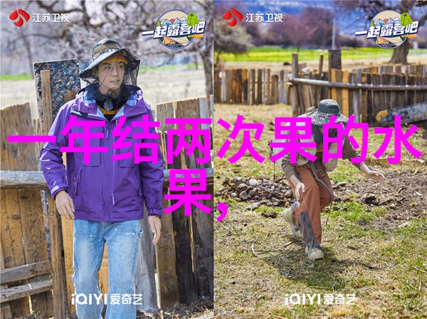 山竹的育苗移栽方法