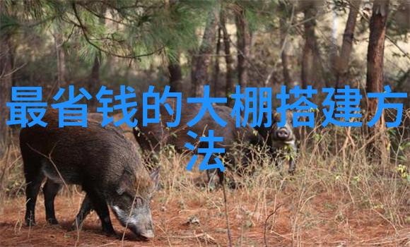 胡萝卜让人健康长寿的理由