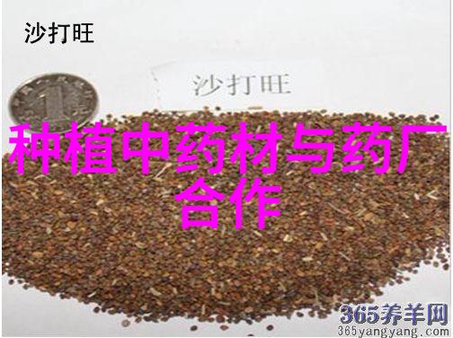 广州多肉植物养护指南从新手到专家的全方位攻略