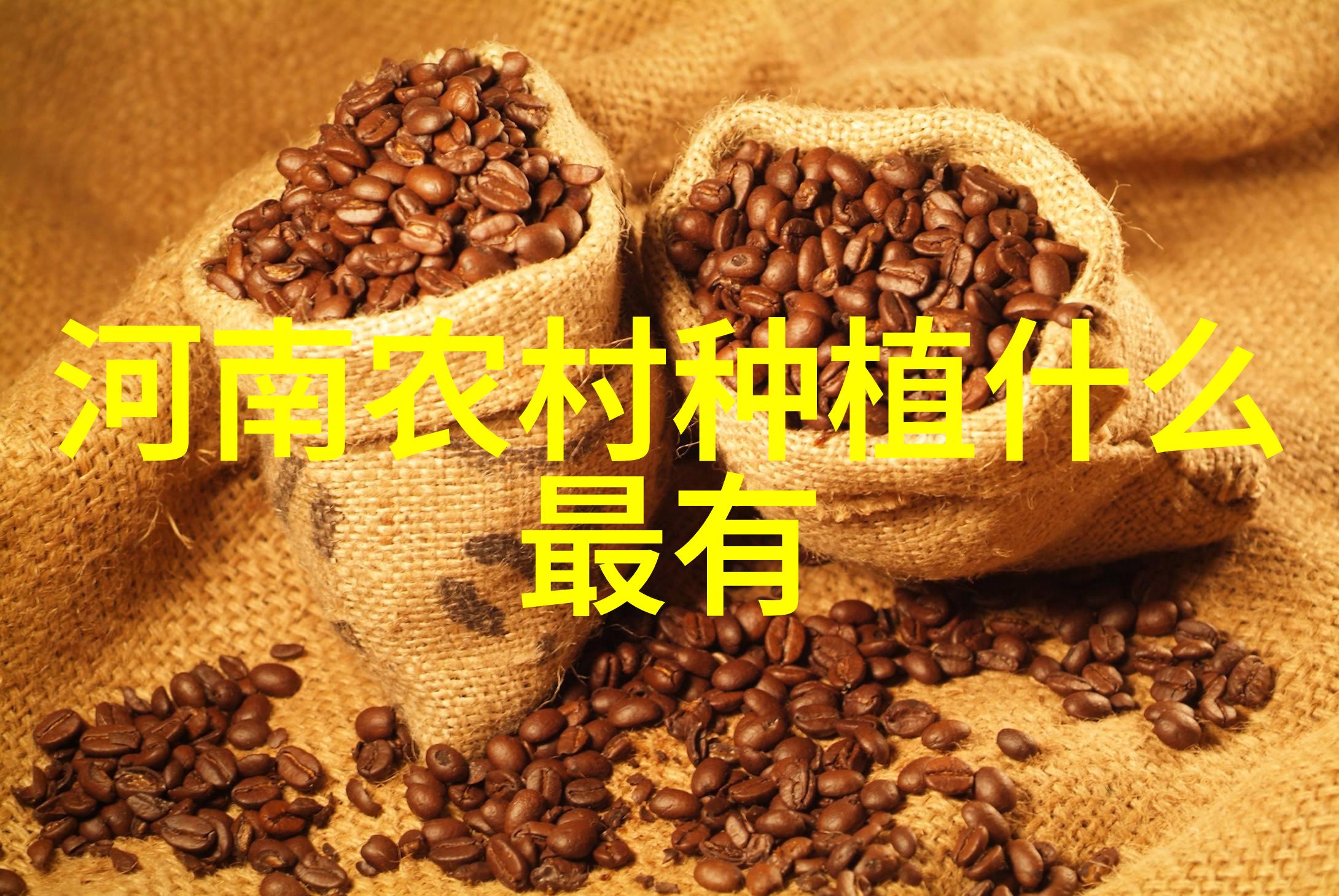 白兰瓜的采收技术